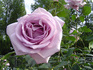 rose_purple02.jpg